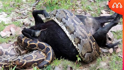 transando com cobra|Mulheres transando com animais